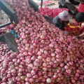 China red onion 5-7 factory supply, high quality fresh onion export